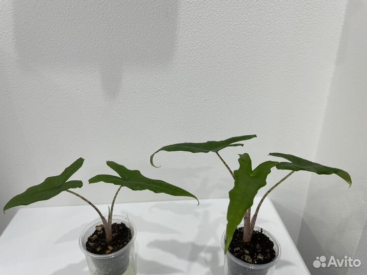 Детки алоказии Сабрина