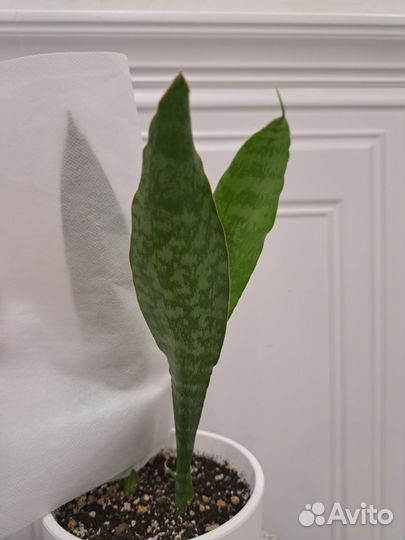 Сансевиерия Aubrytiana Dragon