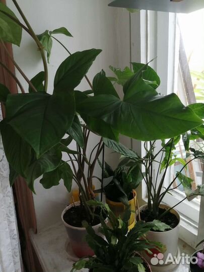 Продам цветы комнатные
