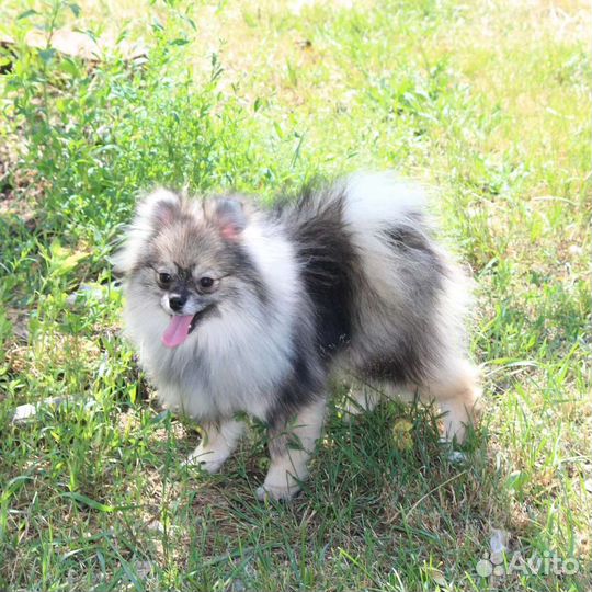 Померанский шпиц