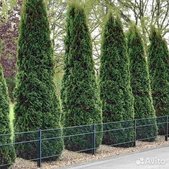 Туя колумна 1,6 м