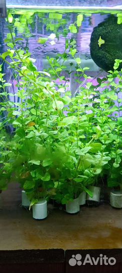 Аквариумные растения в ассортименте Вербейник
