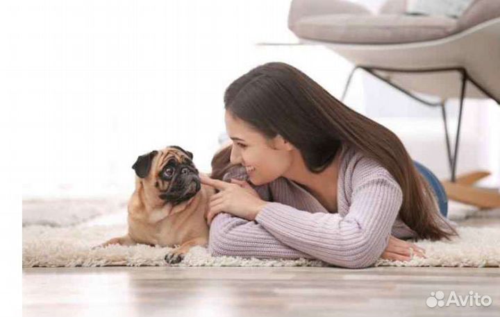 Передержка собак в домашних условиях