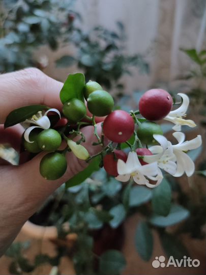 Мурайя метельчатая