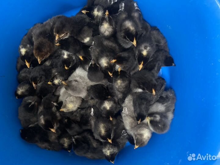 Белефельдеры цыплята