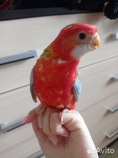 Птенцы розеллы