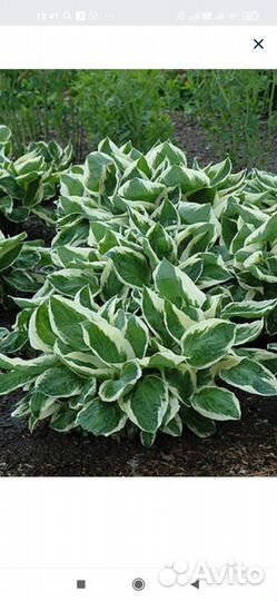 Саженцы хосты