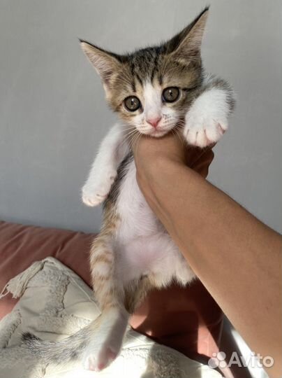 Кошки в добрые руки даром