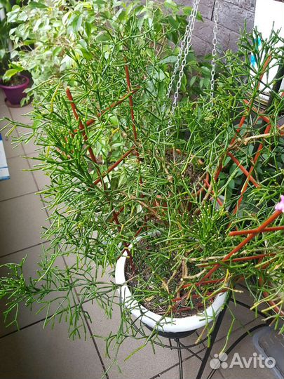 Комнатные цветы 6 разных