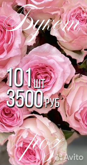 Альстромерия купить цветы живые Тольятти доставка