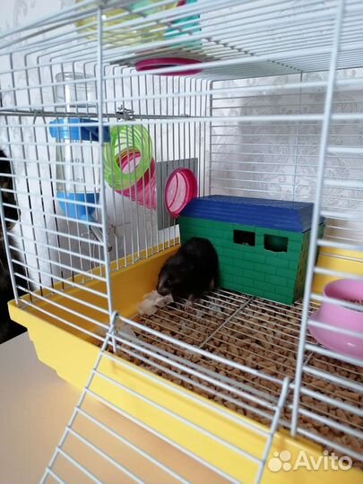 Передержка животных