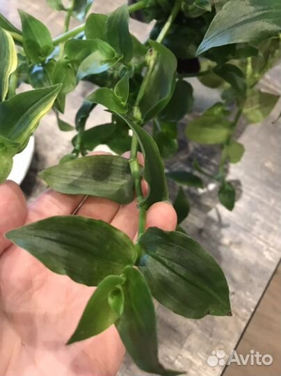 Традесканция хлорофитум кудрявый