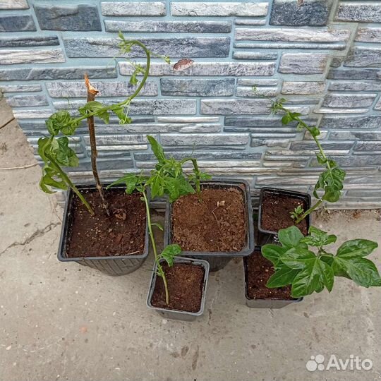 Маракуйя северная