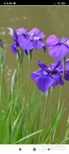 Ирис болотный