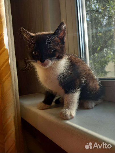 Котята(девочки) очень нуждаются в семье