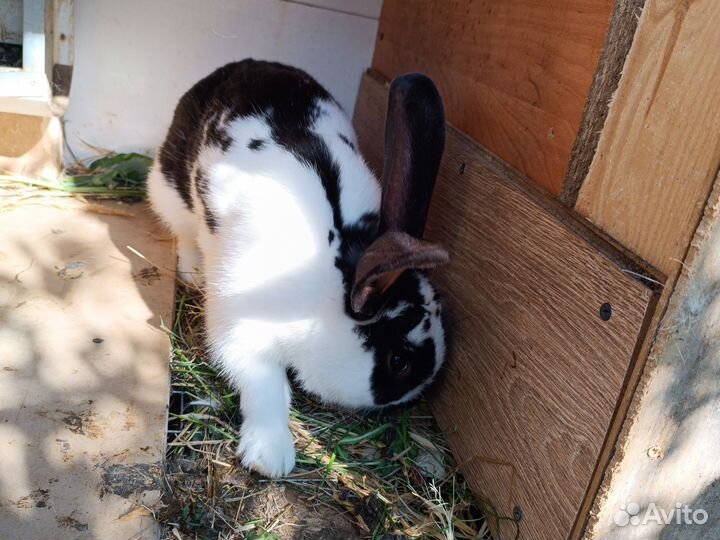 Кролик самец