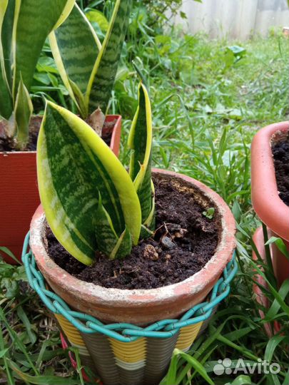 Сансевиерия