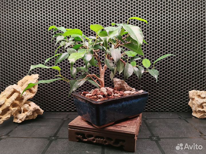 Фикус бенджамина