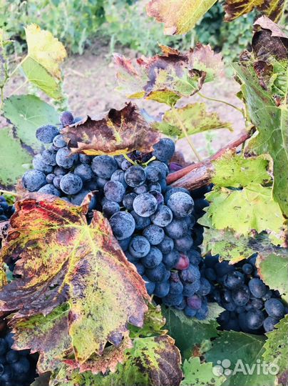 Виноград технический