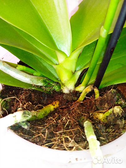 Орхидея фаленопсис Арома