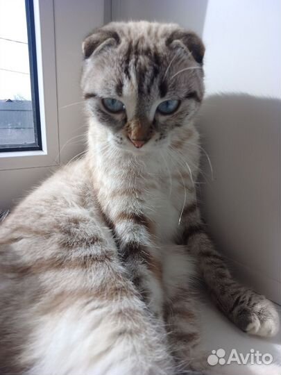 Кошка шотландская вислоухая