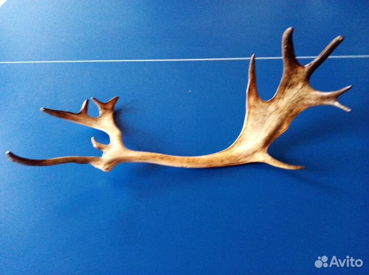 Рога оленя
