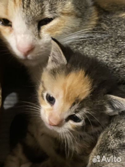 Кошка в дар бесплатно