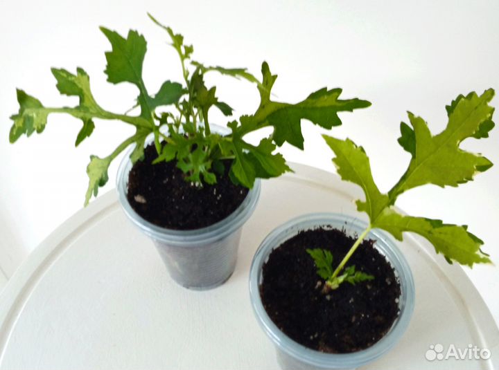 Шелковица вар