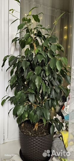 Комнатные растения цветы большие