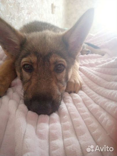 Собака в добрые руки