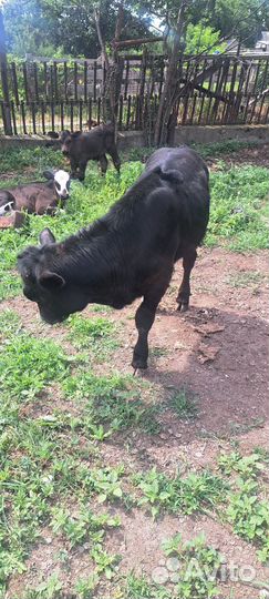 Телята бычки