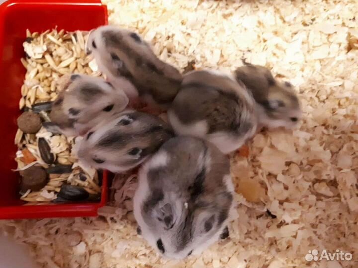 Джунгарский хомяк