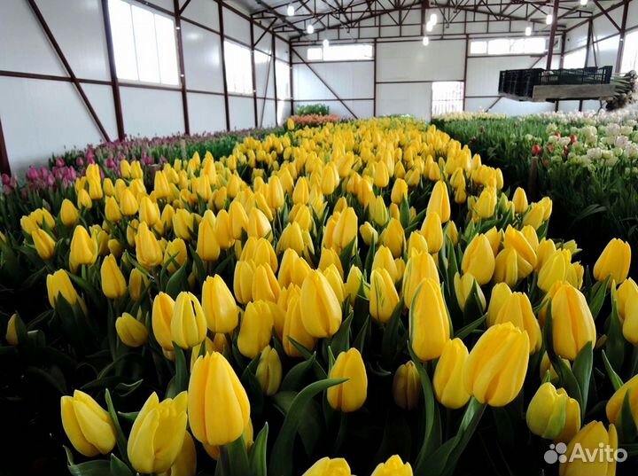 Тюльпаны оптом под заказ