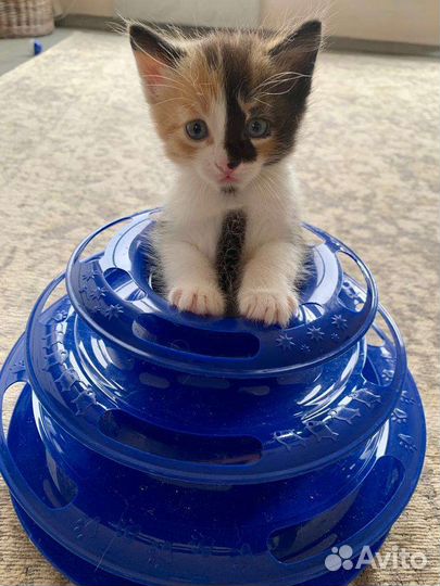 Бесплатно кошечки