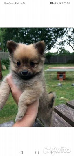 Померанский шпиц