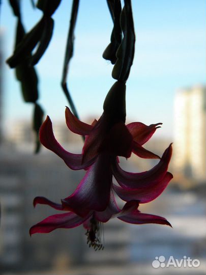 Декабрист (Шлюмбергера) Русселиана