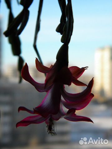 Декабрист (Шлюмбергера) Русселиана