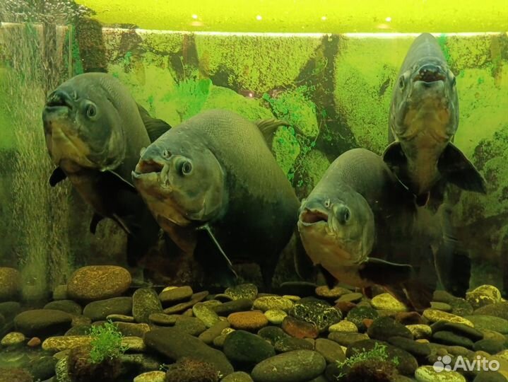 Аквариум с тумбой 400 литров и 4 пираньи