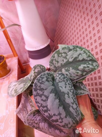 Сциндапсус пиктус треби