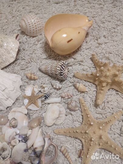 Огромный пакет ракушек и морских звезд