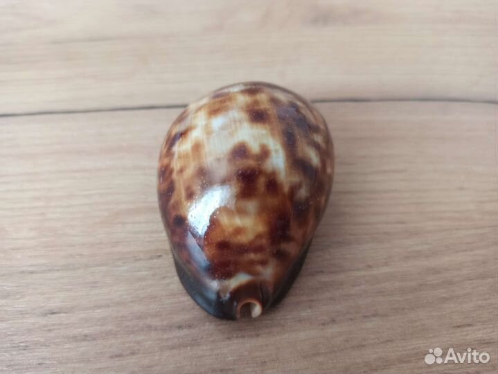 Морская раковина