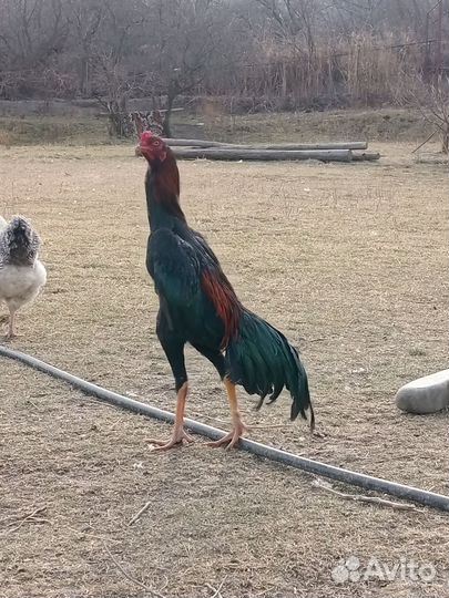 Бойцовые петухи тай- (осако)шамо