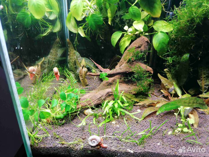 Аквариум Aquael (кубики 20 и 30 литров)