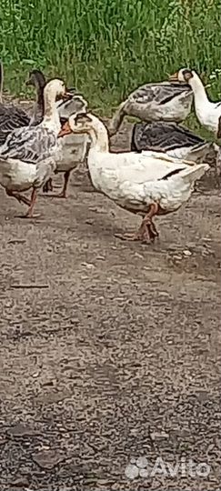 Продам гусей