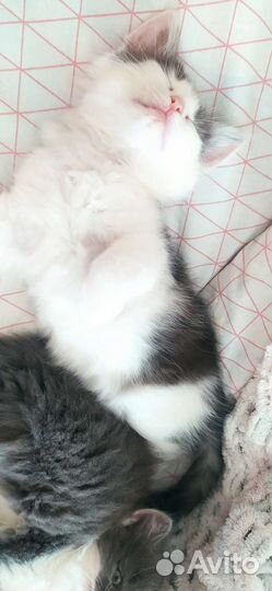 Котенок девочка 2 мес