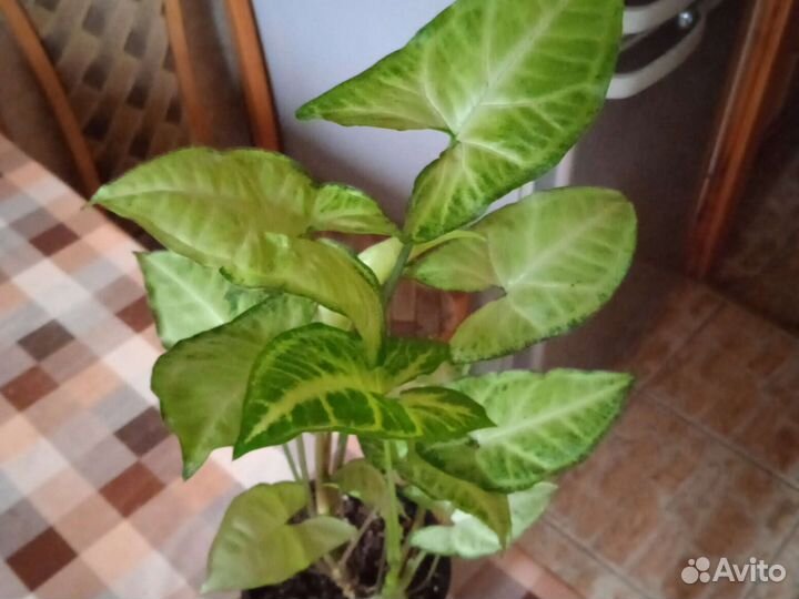 Комнатные растения