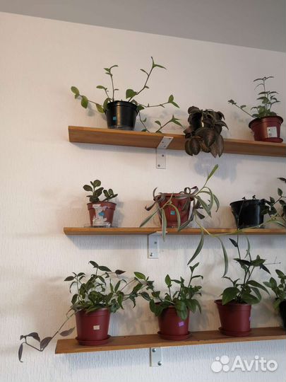 Неприхотливые комнатные растения