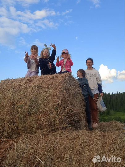 Сено в рулонах прошлого года