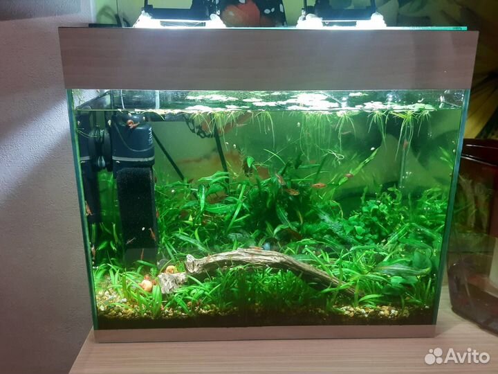 Продам аквариум с рыбками