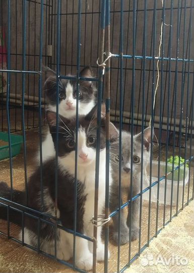 Котята в добрые руки